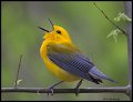 _5SB0893 prothonotary warbler